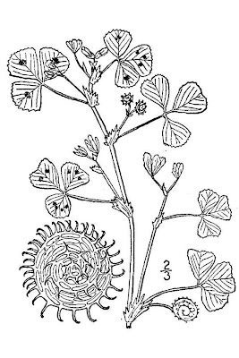 Arabischer Schneckenklee Arabischer Schneckenklee