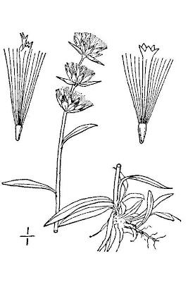 Dwarf Cudweed