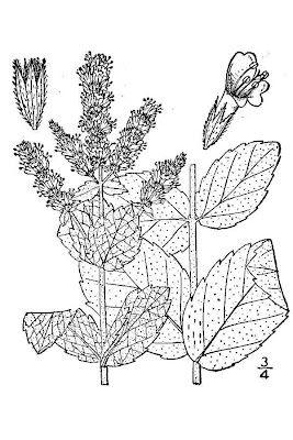 Mentha suaveolens Ehrh.