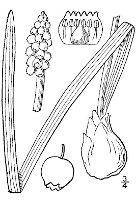 Muscari azzurro
