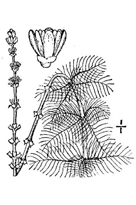 Myriophylle en epi