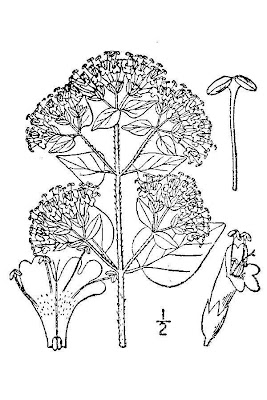 Origanum vulgare L.