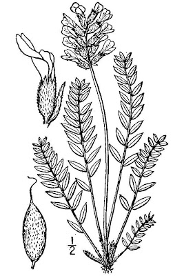 Cusick's locoweed Cusick's locoweed