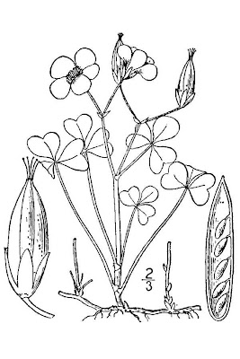 Oxalis cornicul�e