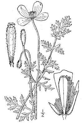 Papaver argemone L.