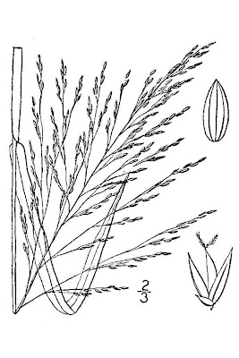 Fall panic grass Fall panic grass