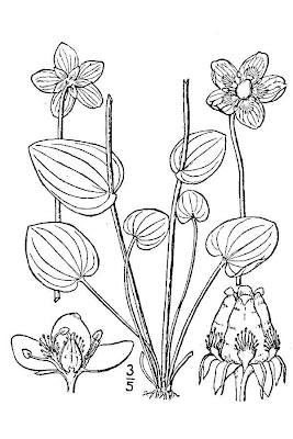 Alaska grass of Parnassus Alaska grass of Parnassus