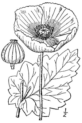 Opium poppy Opium poppy