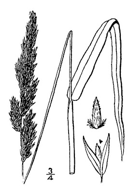 Gardener's-garters