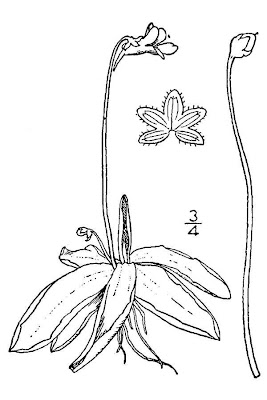 Butterwort Butterwort