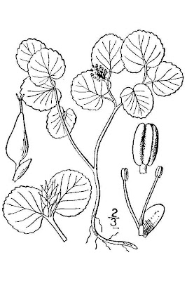 Dwarf willow