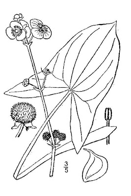 Wapatoo
