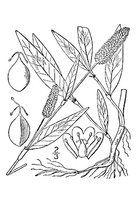 Floh-Kn�terich