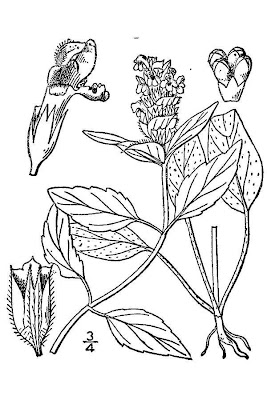 Erva-f�rrea