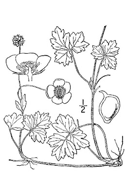 Crescione selvatico Crescione selvatico