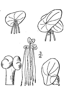Spirodela polyrrhiza (L.) Schleid.