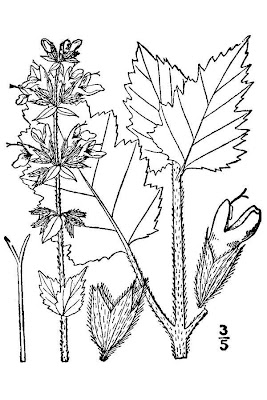 Salvia verbenaca L.