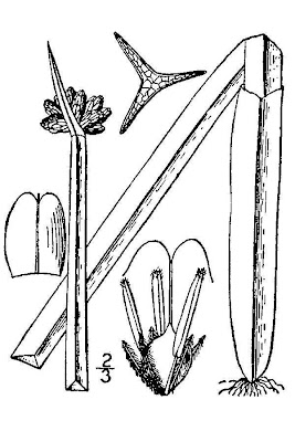 Schoenoplectus americanus (Pers.) Volkart