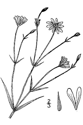 Centocchio delle paludi Centocchio delle paludi
