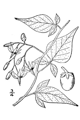 Climbing nightshade Climbing nightshade