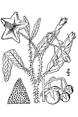 Bull-nettle Bull-nettle