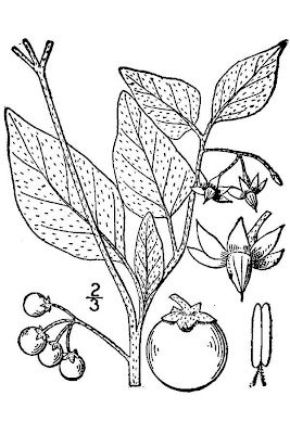 Garden nightshade