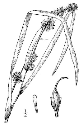 Narrow Leaf Burr Reed