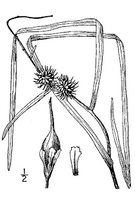 European bur-reed European bur-reed