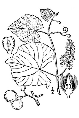 Fuchsrebe