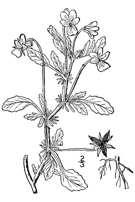Field pansy