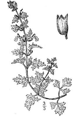 Teucrium botrys L.