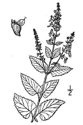 Camedrio scorodonia Camedrio scorodonia