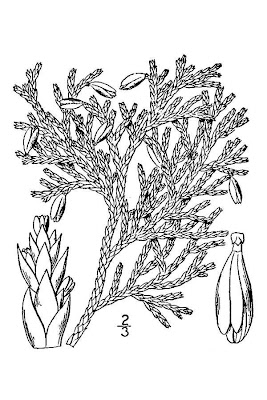 Eastern arborvitae