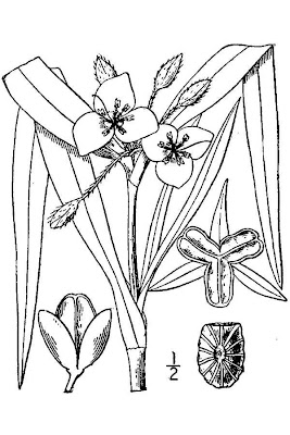 Erba miseria