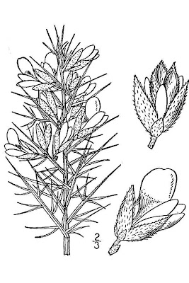 Furze