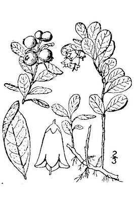 Vaccinium vitis-idaea,
alpine cranberry,
cowberry,
foxberry,
kokemomo,
lingberry,
lingen,
lingenberry,
lingon,
lingonberry,
Mirtillo rosso,
mountain cranberry,
northern mountain cranberry,
Preiselbeere,
Red Whortleberry