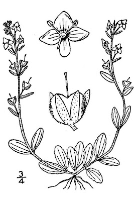 Brightblue speedwell Brightblue speedwell