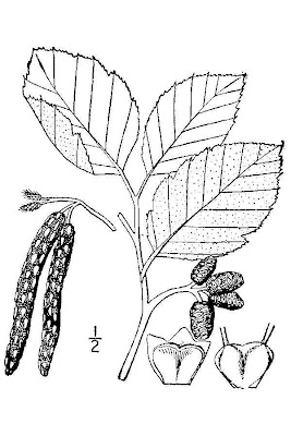 Thinleaf alder Thinleaf alder
