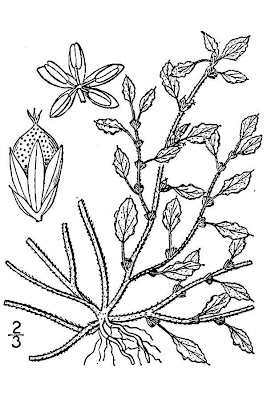 Amaranthus crispus (Lesp. et Thev.) N. Terracc.