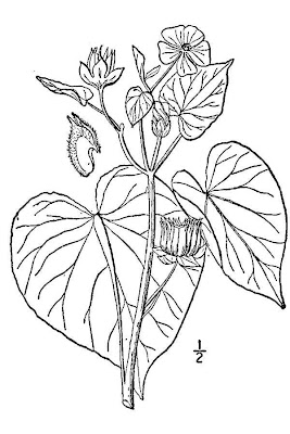 Abutilon theophrasti,
abutilon d'Avicenne,
abutilon-hemp,
butterprint,
buttonweed,
Cencio molle,
China-jute,
chinesische Jute,
chinesischer Hanf,
falsa-juta,
ichibi,
Indian mallow,
Indian-mallow,
malvao,
Samtpappel,
Tientsin-jute