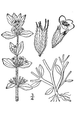 Acinos arvensis (Lam.) Dandy