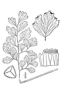 Adiantum capillus-veneris L.