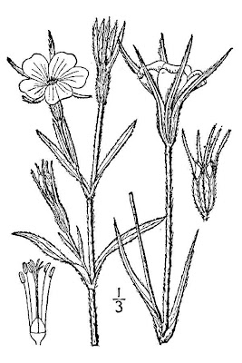 Kornrade