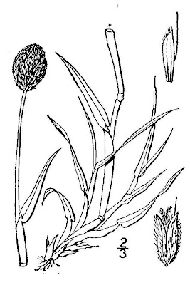 Boreal alopecurus Boreal alopecurus