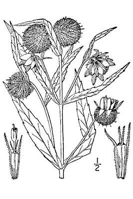 Bidens cernua L.