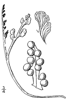 Botrychium simplex,
Botrichio,
little grapefern,
Simple Moonwort Botrychium simplex,
Botrichio,
little grapefern,
Simple Moonwort