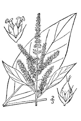 Amaranthus hybridus