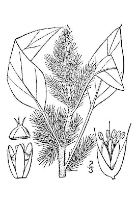 Amaranthus retroflexus L.