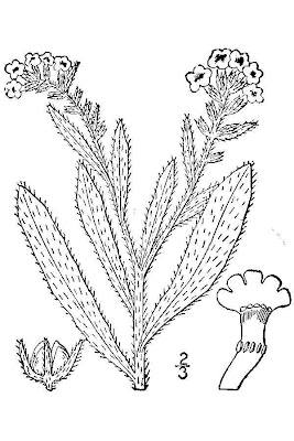 Bugloss Bugloss