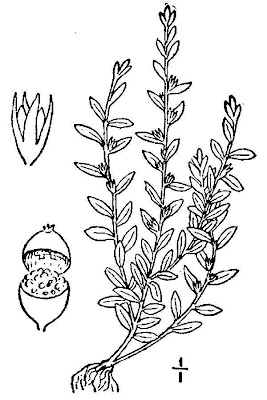 Centonchio minore Centonchio minore